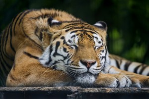 SleepingTiger